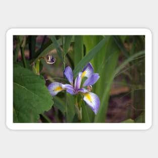 Blue Flag Iris Sticker